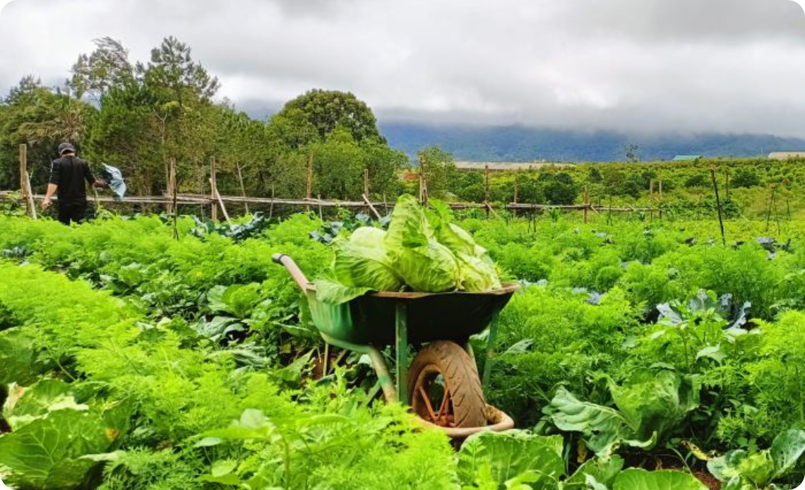 Cueillette de fruits et légumes dans les fermes